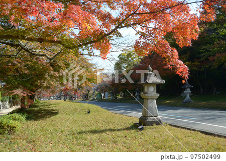秋の日吉大社　表参道の紅葉　滋賀県大津市坂本 97502499