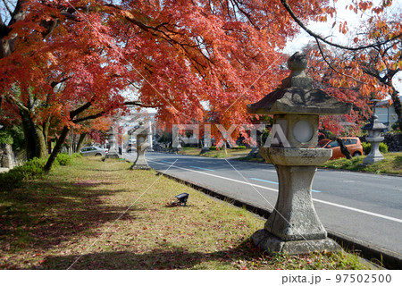 秋の日吉大社　表参道の紅葉　滋賀県大津市坂本 97502500