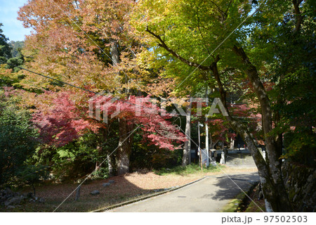 秋の日吉大社　参道の紅葉　滋賀県大津市坂本 97502503