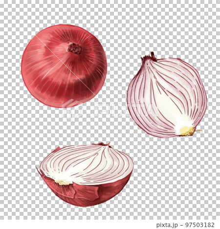 手繪水彩紅洋蔥插圖集 97503182