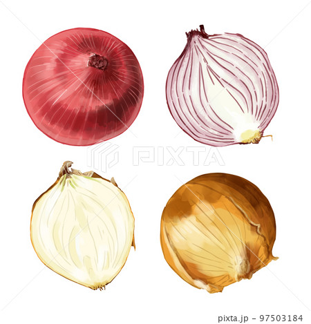 手描き水彩の赤玉ねぎと玉ねぎイラストセット 97503184