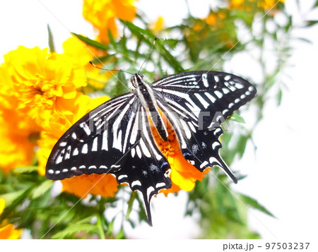アゲハ蝶 アゲハチョウ ナミアゲハ 蝶 チョウ アゲハ蝶 アゲハチョウ ナミアゲハ 蝶 チョウ 97503237