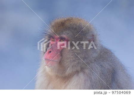 冬の地獄谷野猿公苑　ニホンザル（スノーモンキー） 97504069