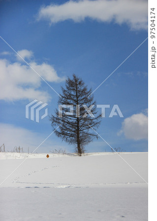 青空と丘に立つ冬木立　美瑛町 97504174