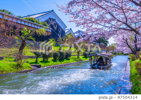 京都 運河の桜と伏見十石舟 京都 運河の桜と伏見十石舟 97504314