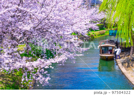 京都 運河の桜と伏見十石舟 京都 運河の桜と伏見十石舟 97504322