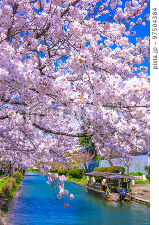 京都　運河の桜と伏見十石舟 97504384