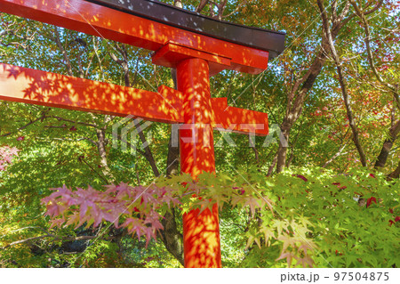 紅葉の龍安寺 鏡容池 弁天島 大弁財尊天 紅葉の龍安寺 鏡容池 弁天島 大弁財尊天 97504875