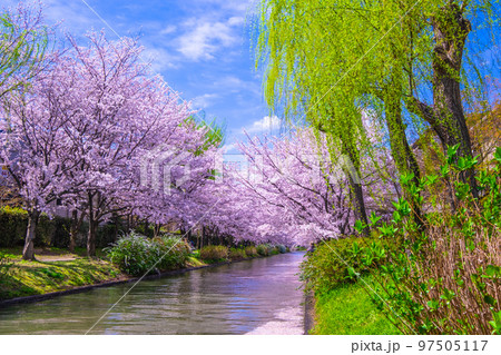 京都　伏見の運河の桜 97505117