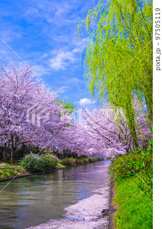 京都　伏見の運河の桜 97505119