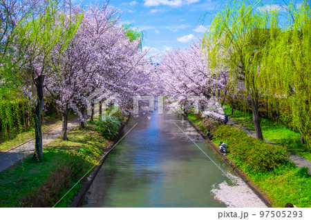 京都 伏見の運河の桜 京都 伏見の運河の桜 97505293