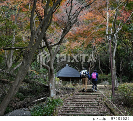 秋の七沢森林公園 97505623
