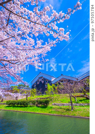 京都 伏見の運河の桜 京都 伏見の運河の桜 97505784