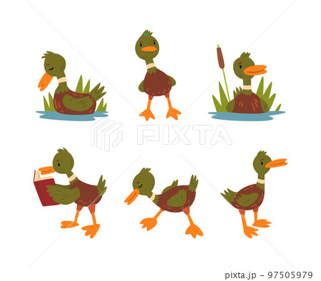 Funny Green Dabbling Duck Character as Feathered Waterfowl Bird Vector Set 97505979