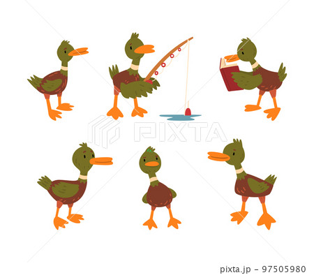 Funny Green Dabbling Duck Character as Feathered Waterfowl Bird Vector Set Funny Green Dabbling Duck Character as Feathered Waterfowl Bird Vector Set 97505980