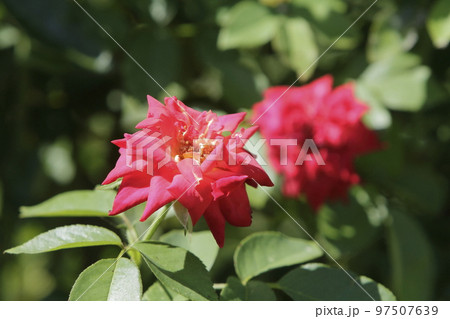 荒尾市 おもやい市民花壇 バラの花、 荒尾市 おもやい市民花壇 バラの花、 97507639