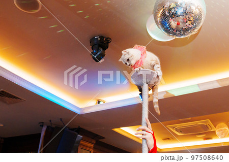 a trained white cat. circus performance with animals. 97508640