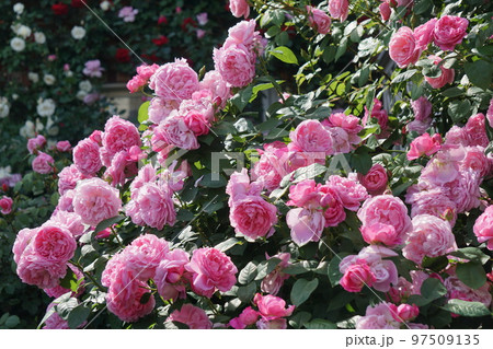 バラ バラ 97509135