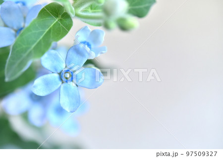 花　ブルースター 97509327