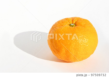 ユズ(柚子) ユズ(柚子) 97509732