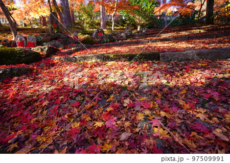 京都和束・正法寺の真っ赤に降り積もった参道の紅葉 京都和束・正法寺の真っ赤に降り積もった参道の紅葉 97509991