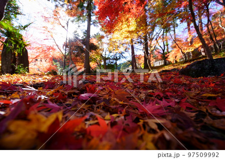 京都和束・正法寺の真っ赤に降り積もった参道の紅葉 京都和束・正法寺の真っ赤に降り積もった参道の紅葉 97509992