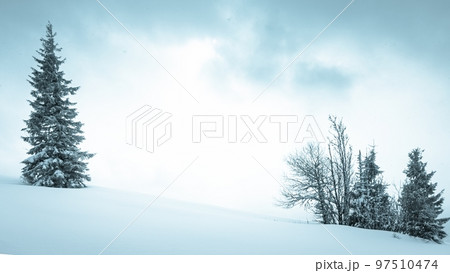 Winter weather with snowdrifts and fog in the mountain spruce forest. Trees curved under the weight of snow 97510474