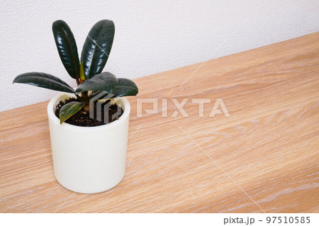鉢植えのゴムの木 97510585