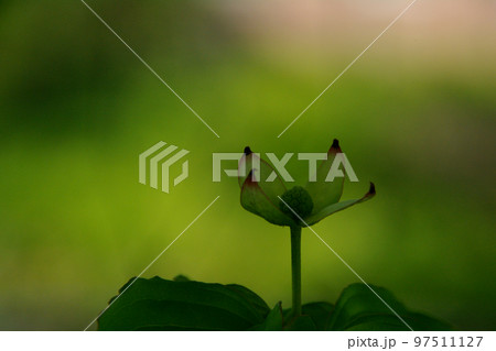 ヤマボウシ ヤマボウシ 97511127