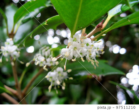 ヒイラギの花 97511210
