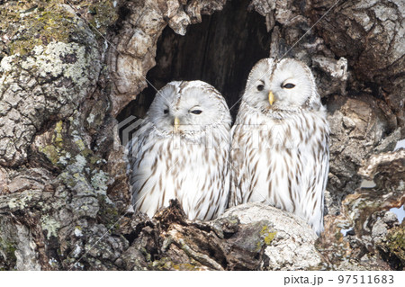 じっと寄り添うエゾフクロウのつがい 97511683