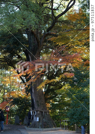 常陸国総社宮　楠 97511837