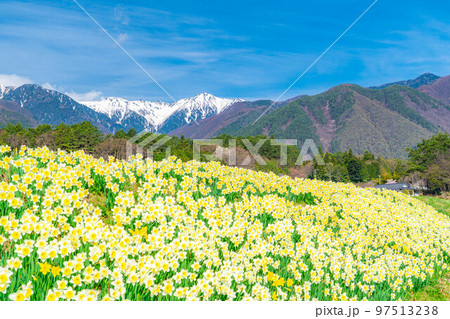 【春素材】南信州光前寺通りの水仙【長野県】 97513238