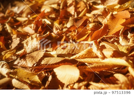 日向の枯葉 97513396
