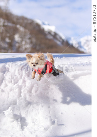 新雪の上で蛍光色のダウンを着た2頭のロングコートチワワが走り出す瞬間 新雪の上で蛍光色のダウンを着た2頭のロングコートチワワが走り出す瞬間 97513733