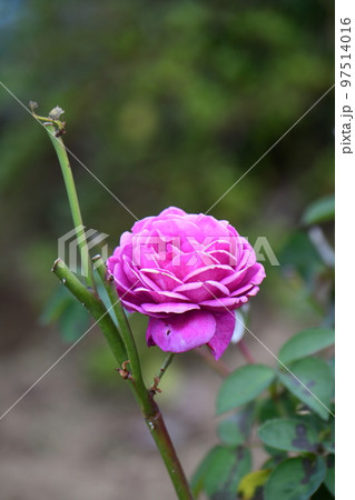 バラの花 97514016