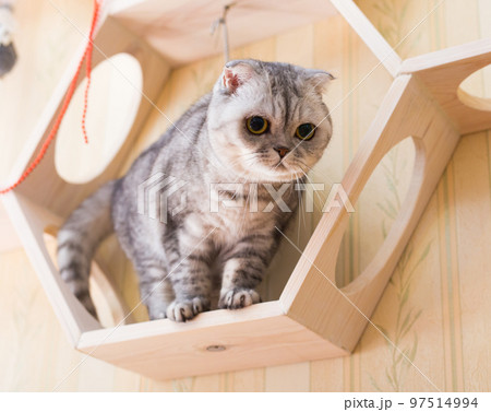 Cute gray scottish fold cat playing on wooden wall shelf Cute gray scottish fold cat playing on wooden wall shelf 97514994
