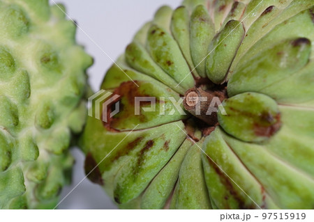 チャンパ 食べ物 食物 97515919