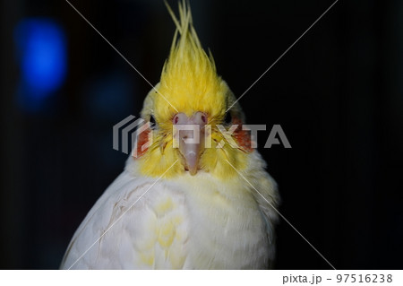 ペット お気に入り 愛玩動物 97516238