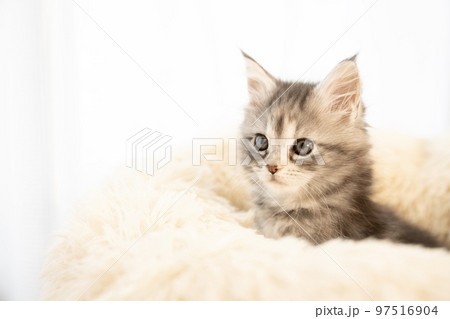 フカフカのベッド入ったメインクーンの子猫の横顔 97516904