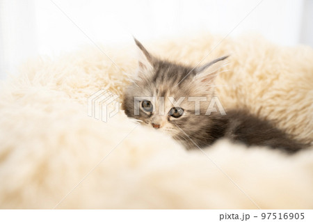 フカフカのベッド入ったメインクーンの子猫 97516905