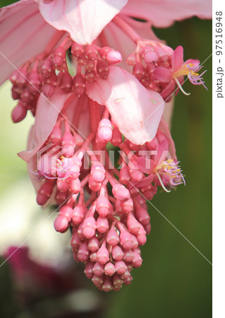 the Branch of beautiful Medinilla Magnifica, hk 97516948