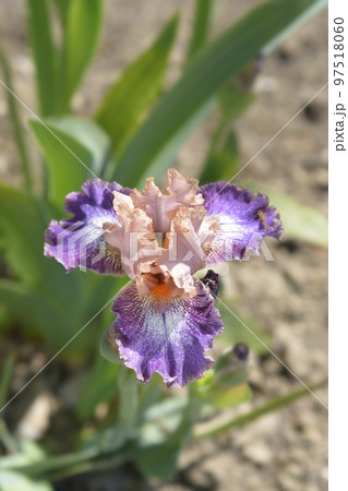 Intermediate bearded iris Flying Circus 97518060