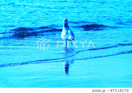 カラー　海　波　鳥　カモメ（2022年12月登録） 97518270