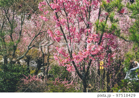 Vibrant Cherry Blossom in Tenryu ji Temple Vibrant Cherry Blossom in Tenryu ji Temple 97518429
