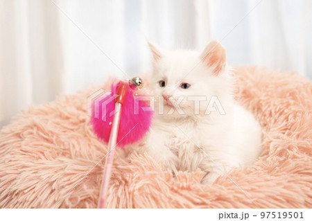 猫じゃらしとベッドから顔を出したメインクーンの子猫 猫じゃらしとベッドから顔を出したメインクーンの子猫 97519501