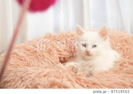 猫じゃらしとベッドから顔を出したメインクーンの子猫 猫じゃらしとベッドから顔を出したメインクーンの子猫 97519502