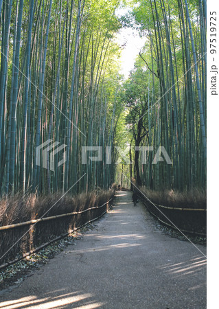 Road amidst bamboo grove forest, Arashiyama, Kyoto, Japan 12 April 2012 Road amidst bamboo grove forest, Arashiyama, Kyoto, Japan 12 April 2012 97519725