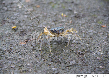 節足 節足動物 足 97519952