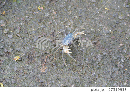 節足 節足動物 足 97519953